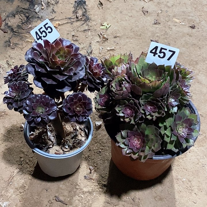 法师植物一物一拍123456