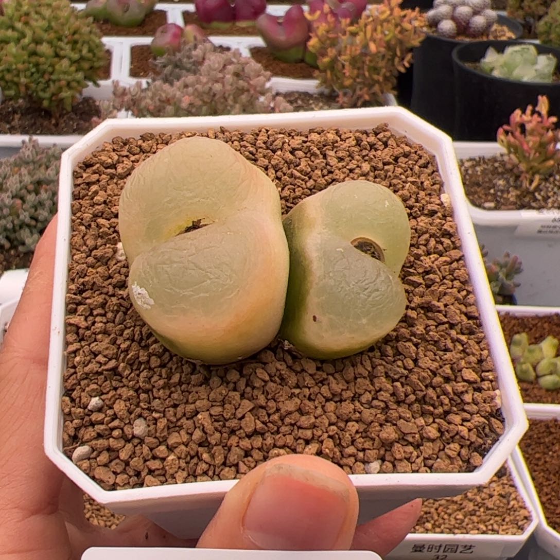 61号毛2.23多肉植物