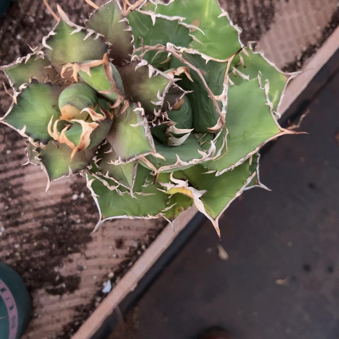 精品龙舌兰一物一拍