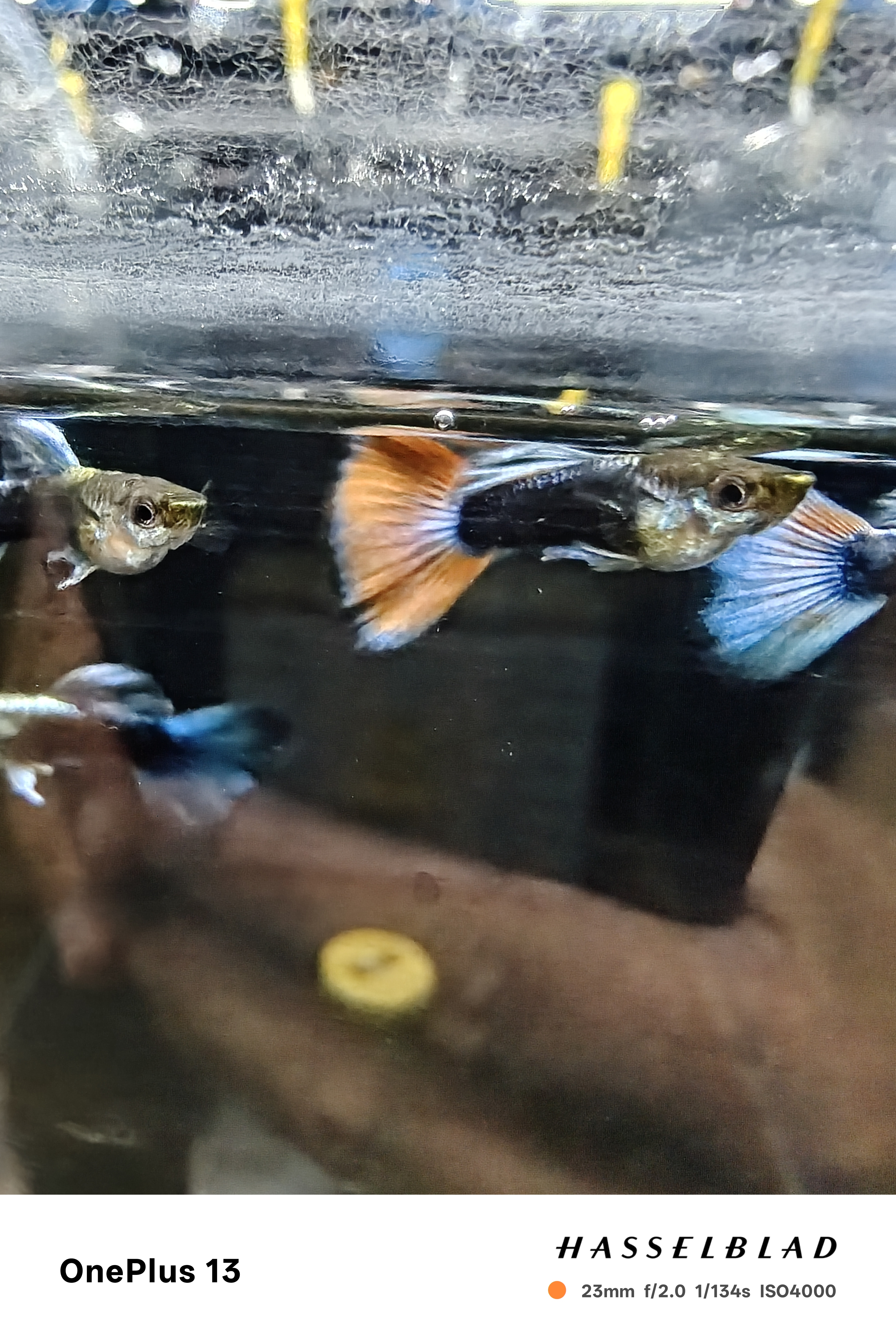 孔雀鱼福利专属链接不是勿拍