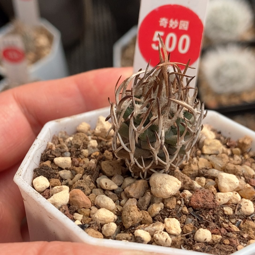 实生精品狂刺黄龙丸2.2cm