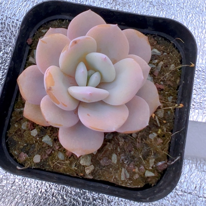 奶茶【一物一拍】两单包邮