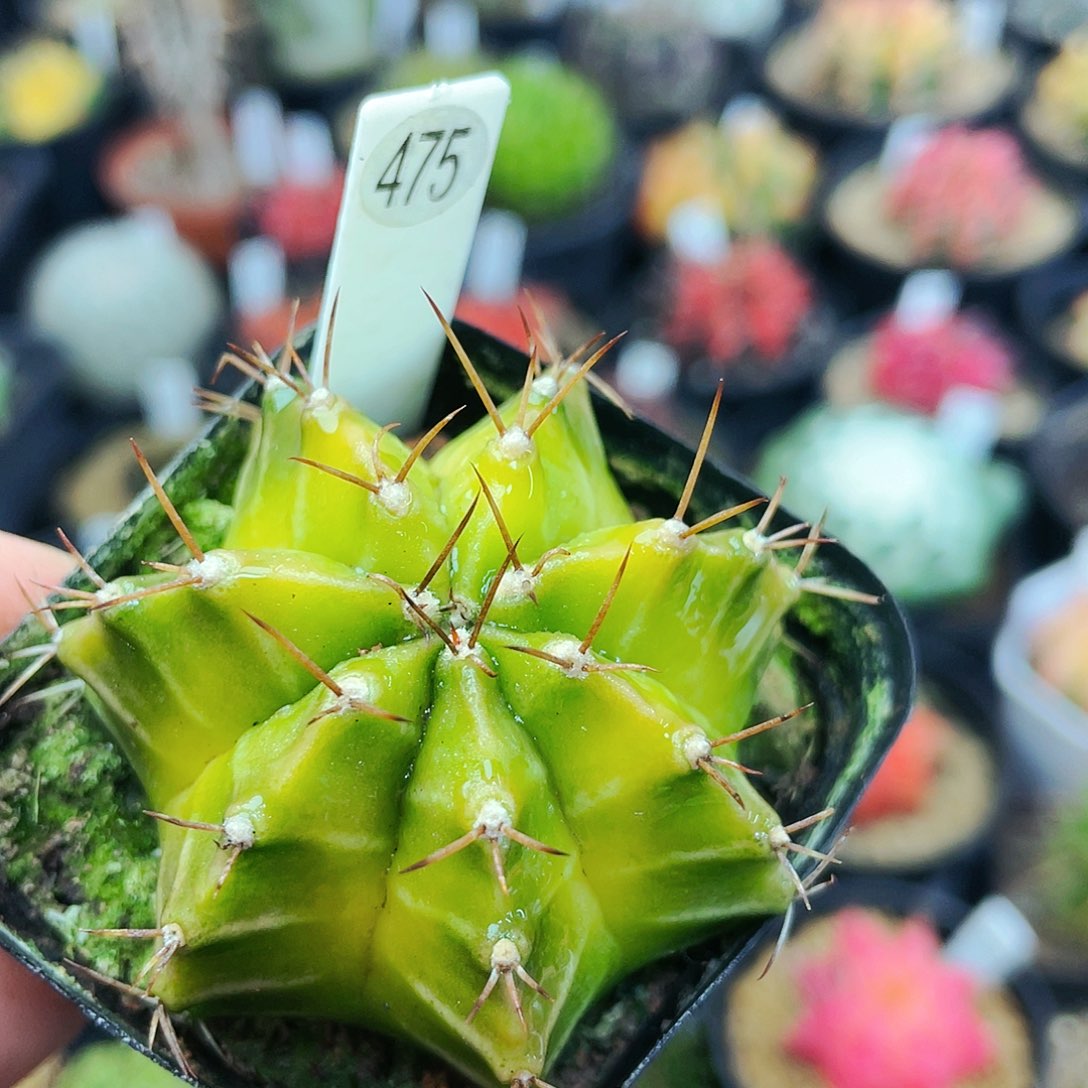 非偏远地区满25裸根发货