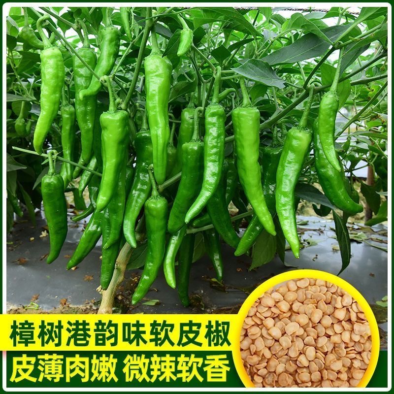 【入秋播种】正宗樟树港辣椒种子羊角土辣椒孑特产牛角椒湖南微中辣