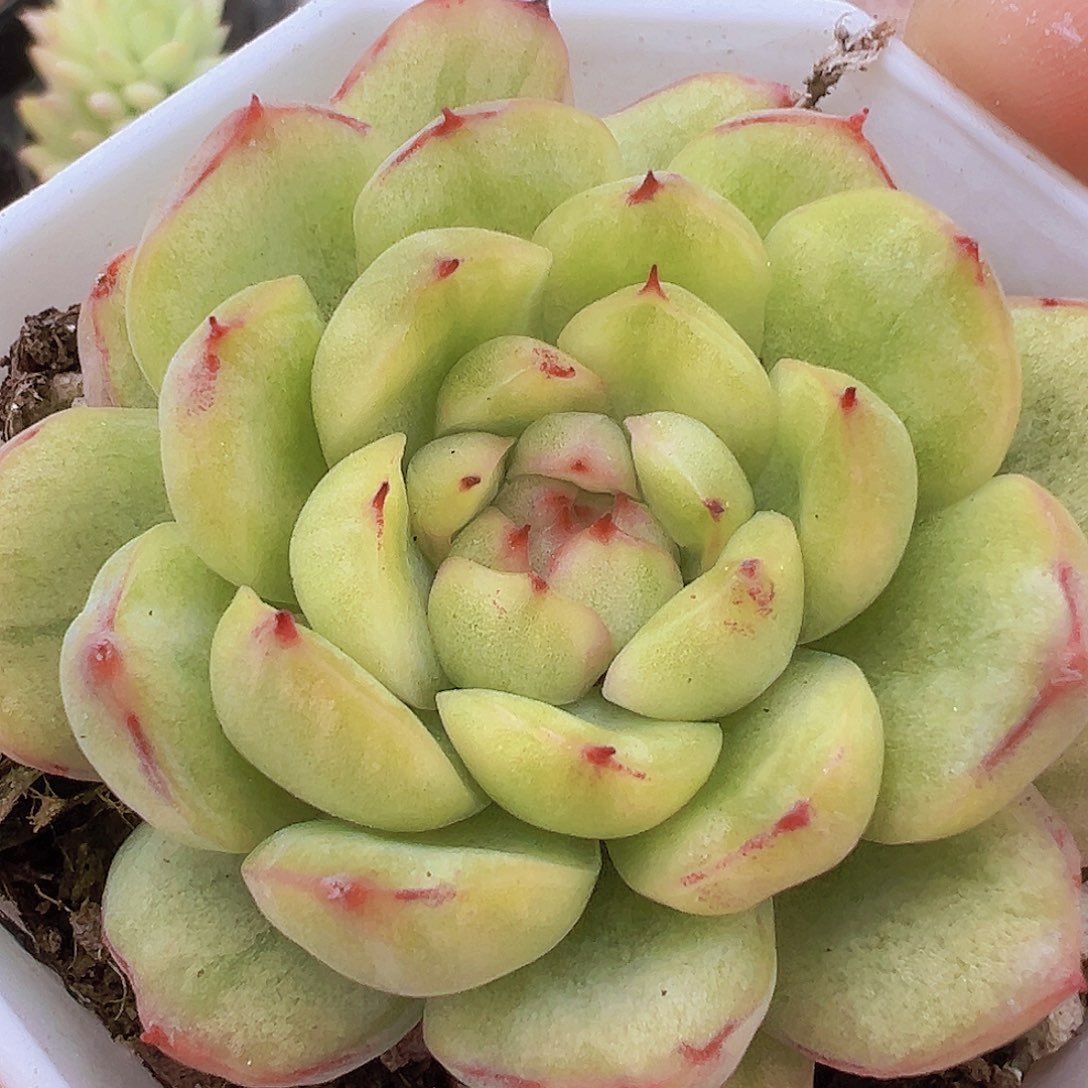 冰天使锦19包邮多肉植物