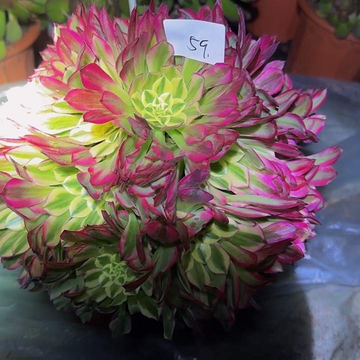 精品天合捧花亏本福利59