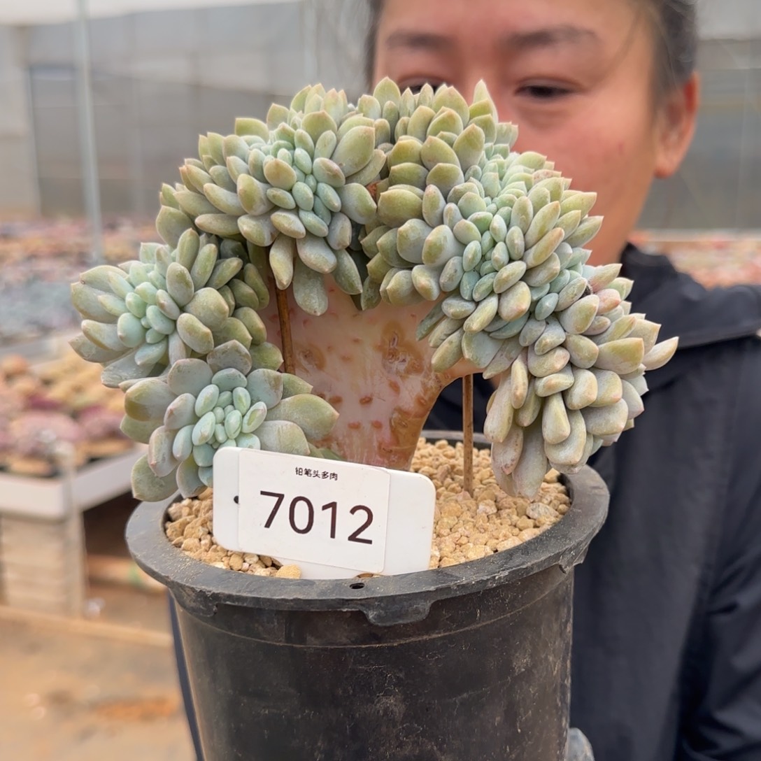 叁***月7012。      冰橙缀肉。