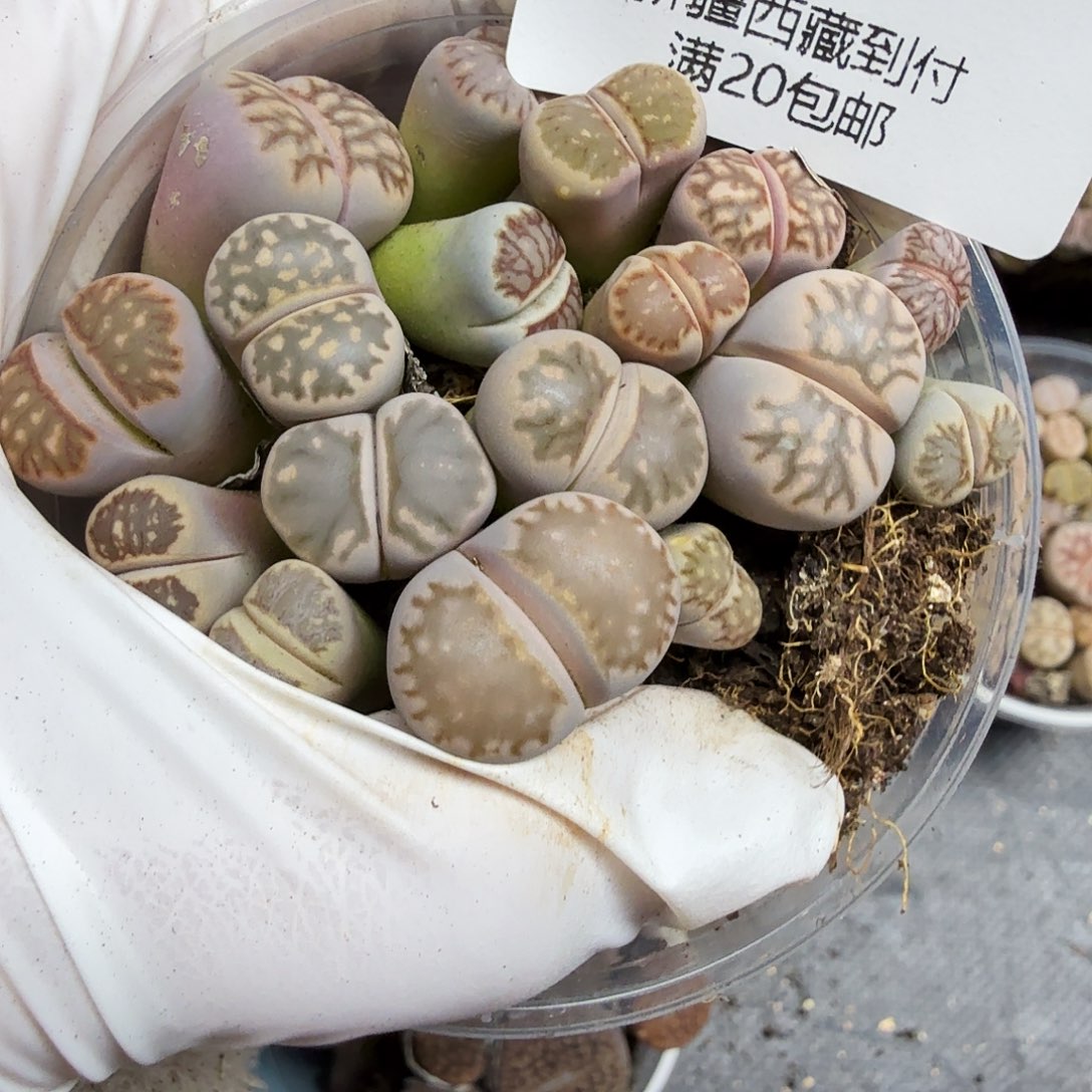 好喜欢看肖蘸唱歌跳舞313你