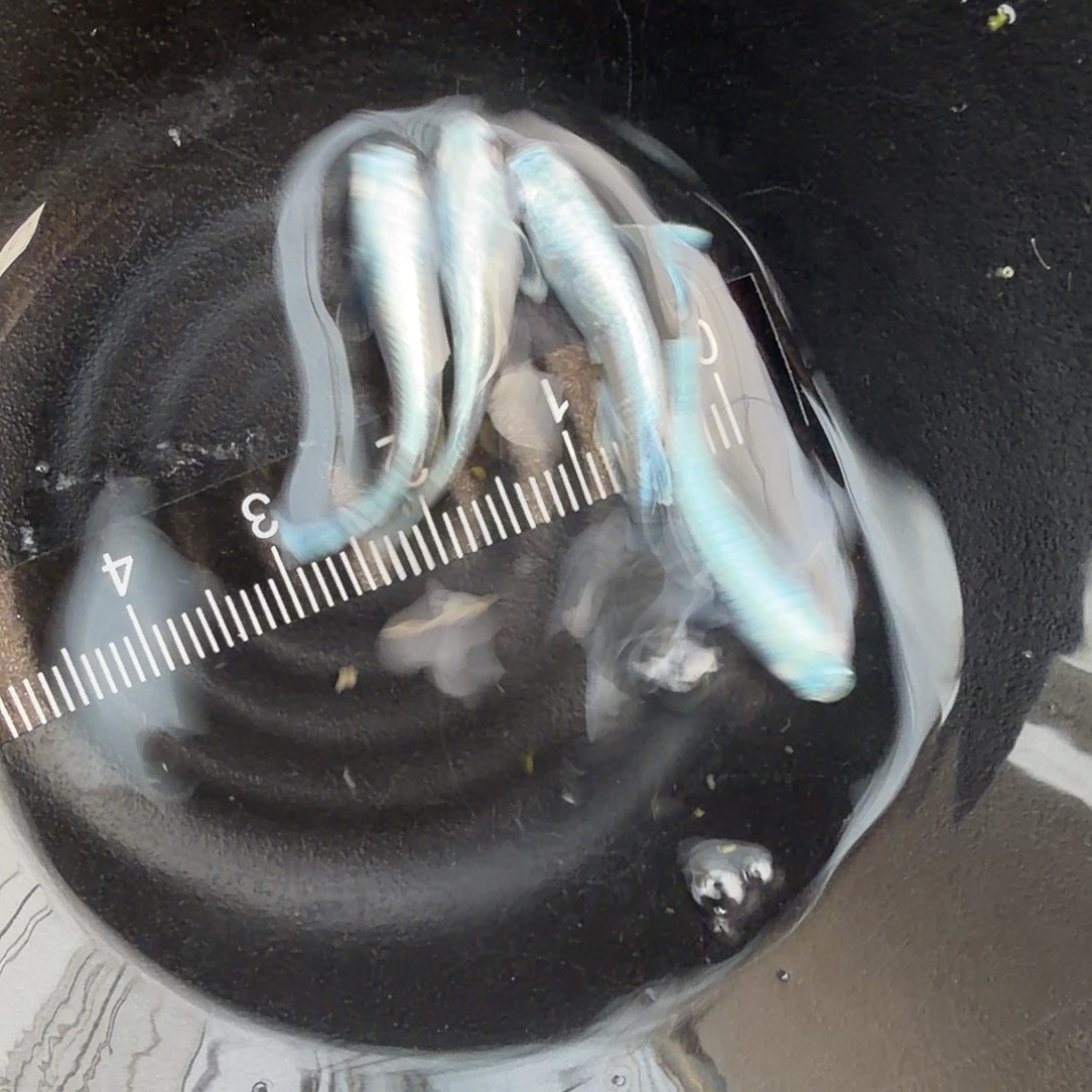 青鳉鱼观背青鳉39