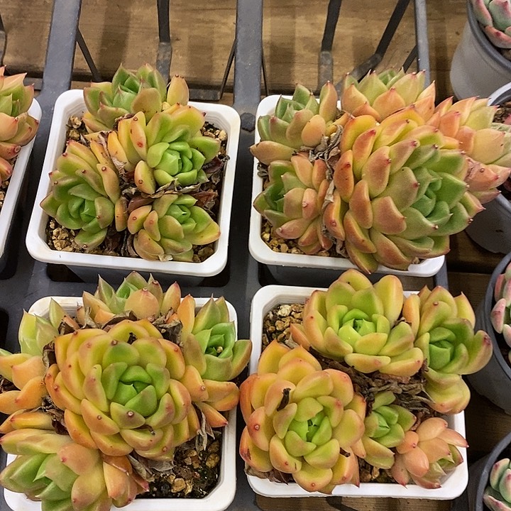 青椒冬云福利多多