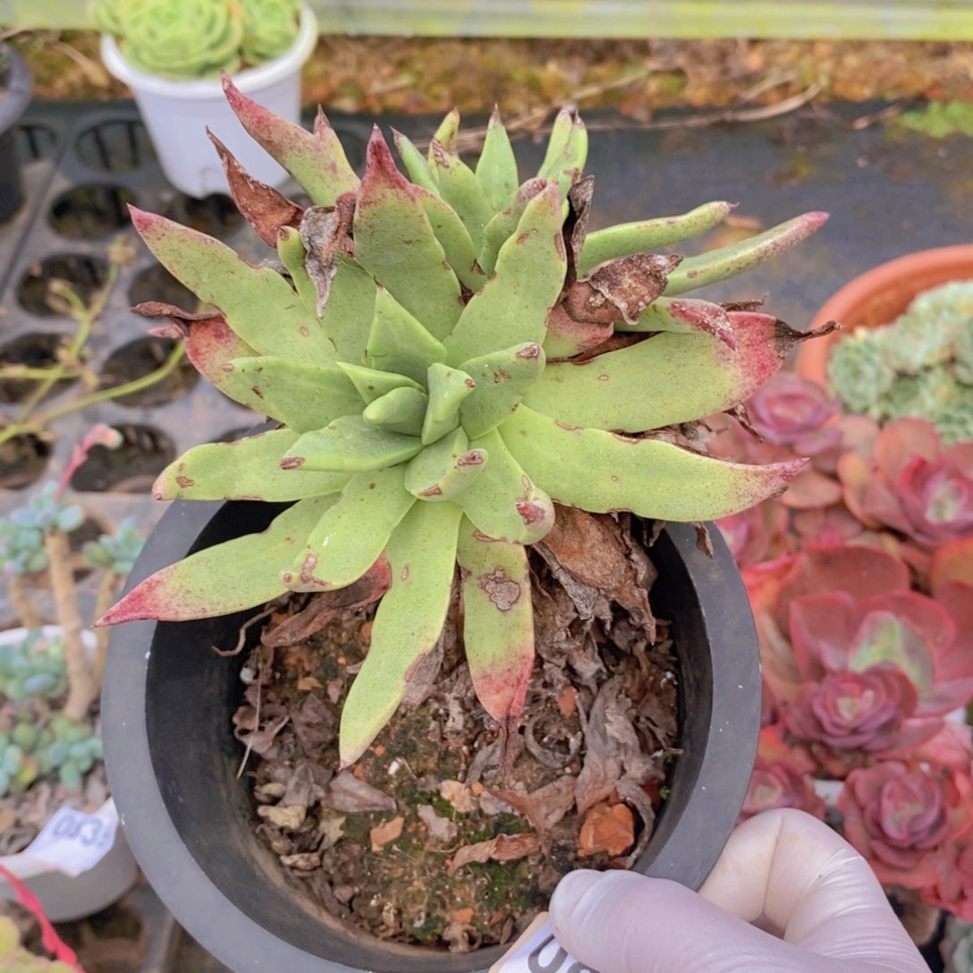 0841仙女杯一物一拍