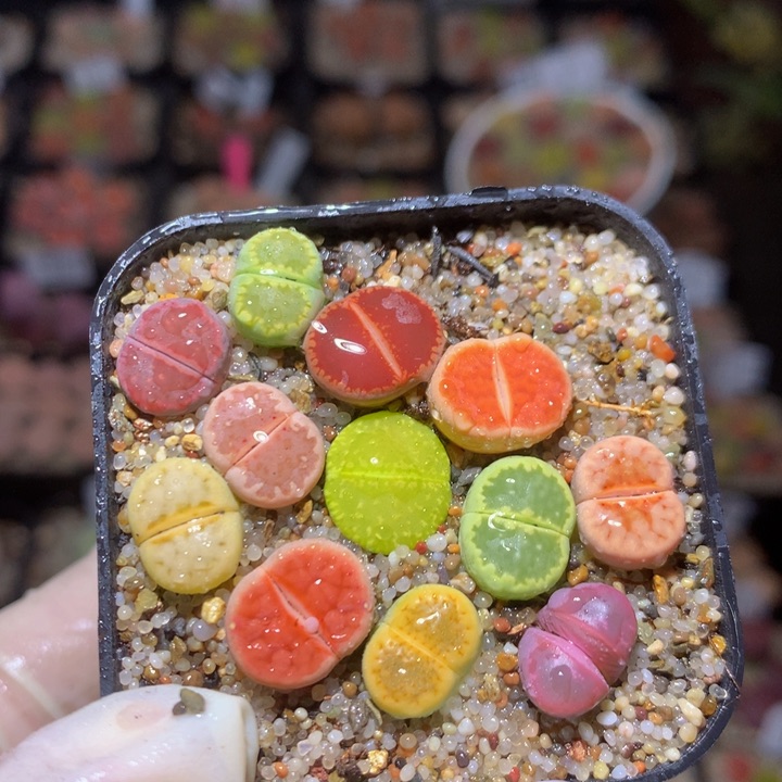 精品生石花214.173