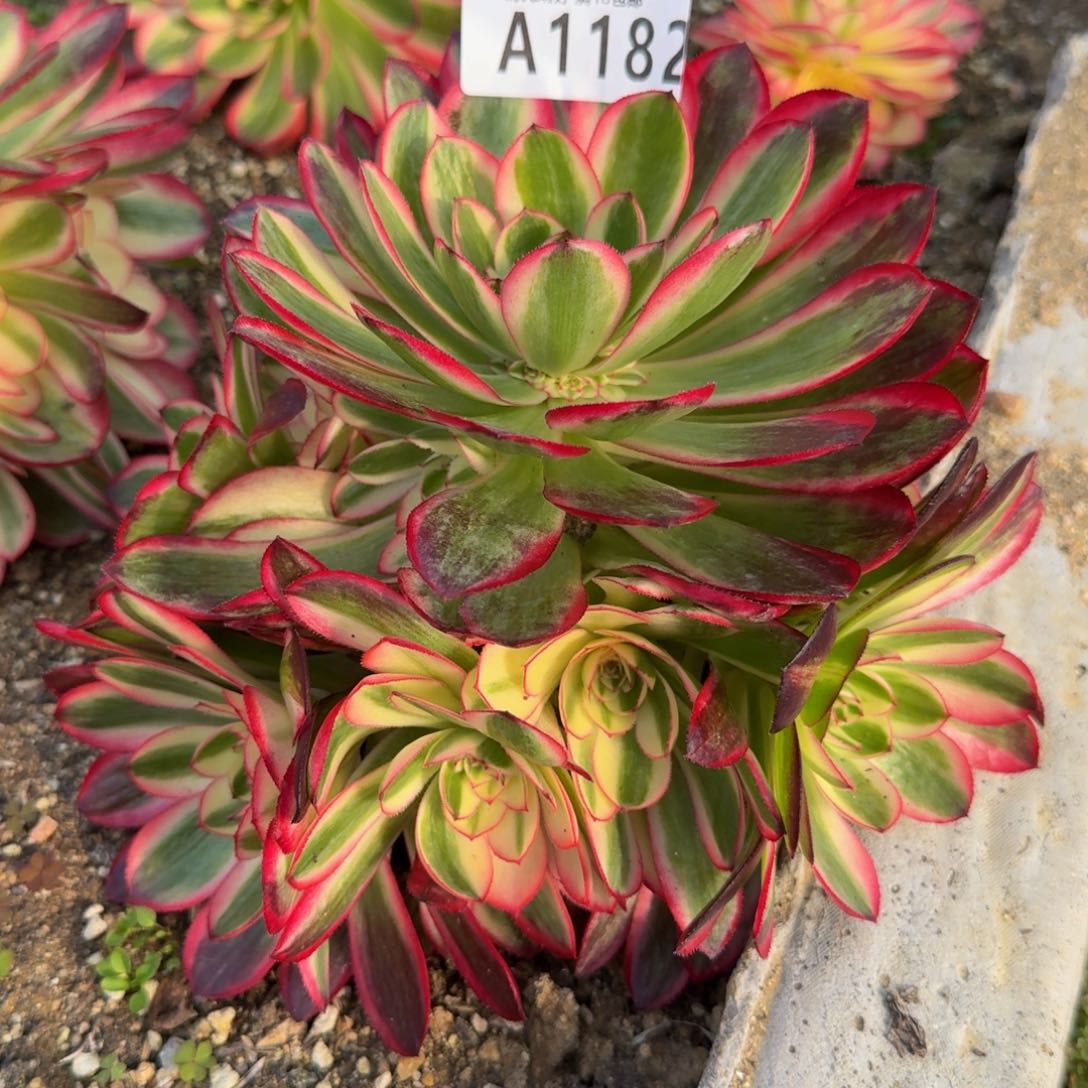 1182荔枝。多肉植物