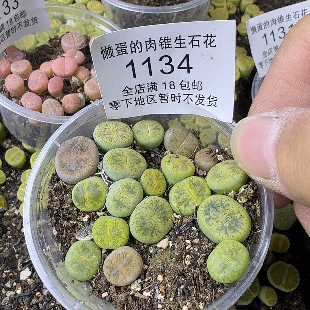 1134 哈哈哈哈哈哈