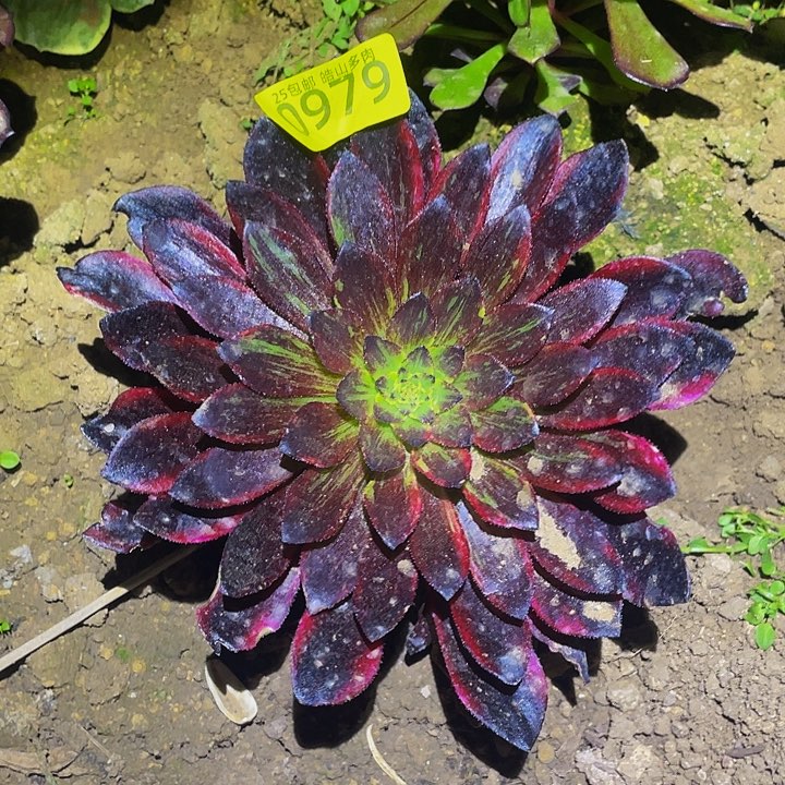 0979莫兰迪多肉植物