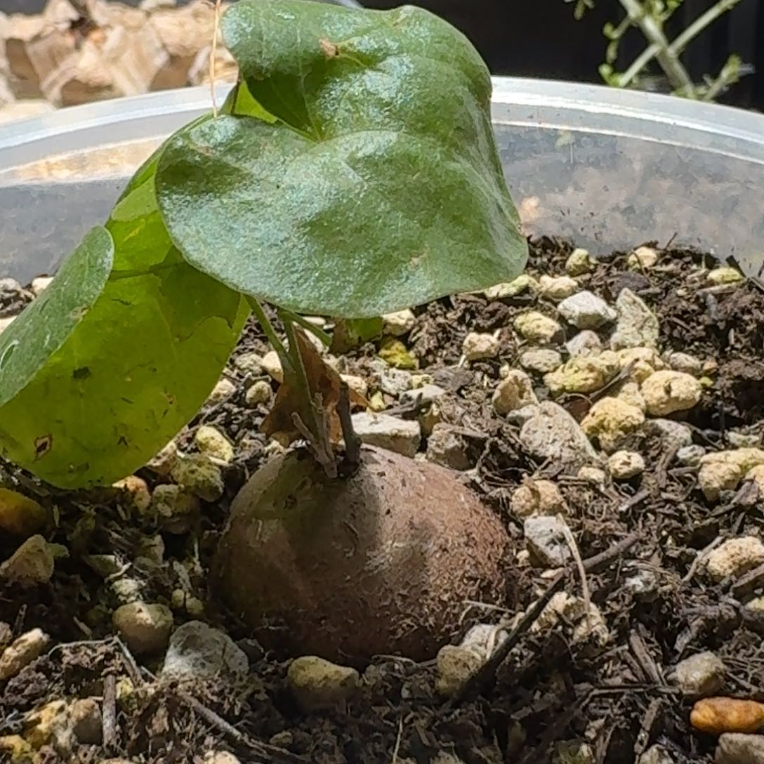 256南非龟甲龙哈哈哈