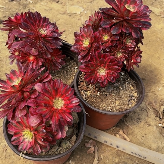 99-3加急发明天早上八点