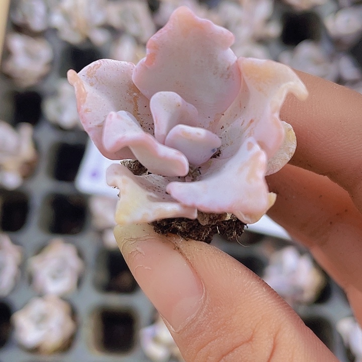 66精品白饺子皮2米3颗