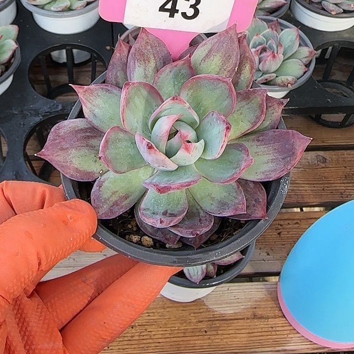 Ⅰ***瑶43 惊鸿仙子多肉植物6-9cm