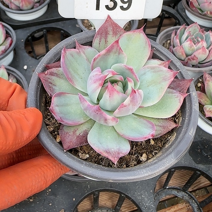 139 惊鸿仙子多肉植物6-9cm
