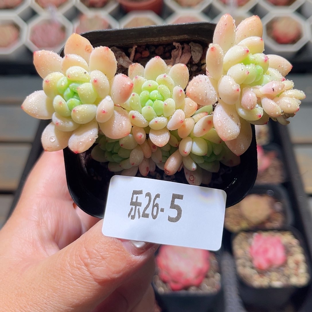 乐26-5 凝脂莲群