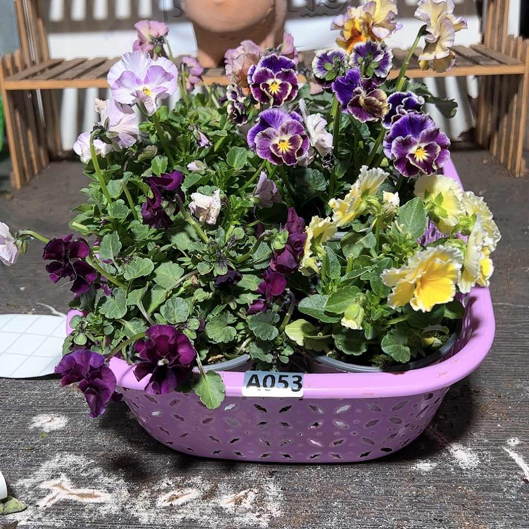 【闪购商品】053号