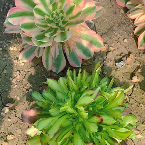 998法师2棵多肉植物