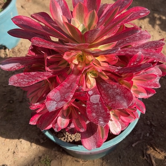 晚*多肉植物一个美杜莎