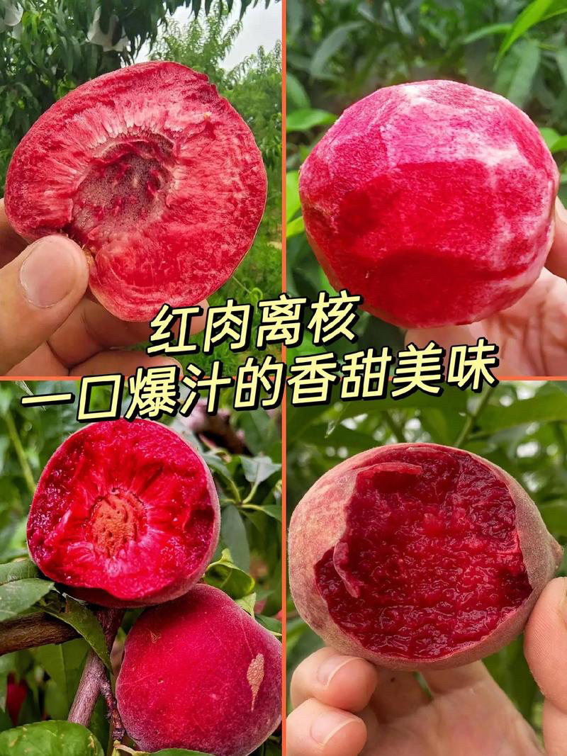 河南信阳市老树胭脂红血桃新鲜现摘当季水果酸脆爽口多汁