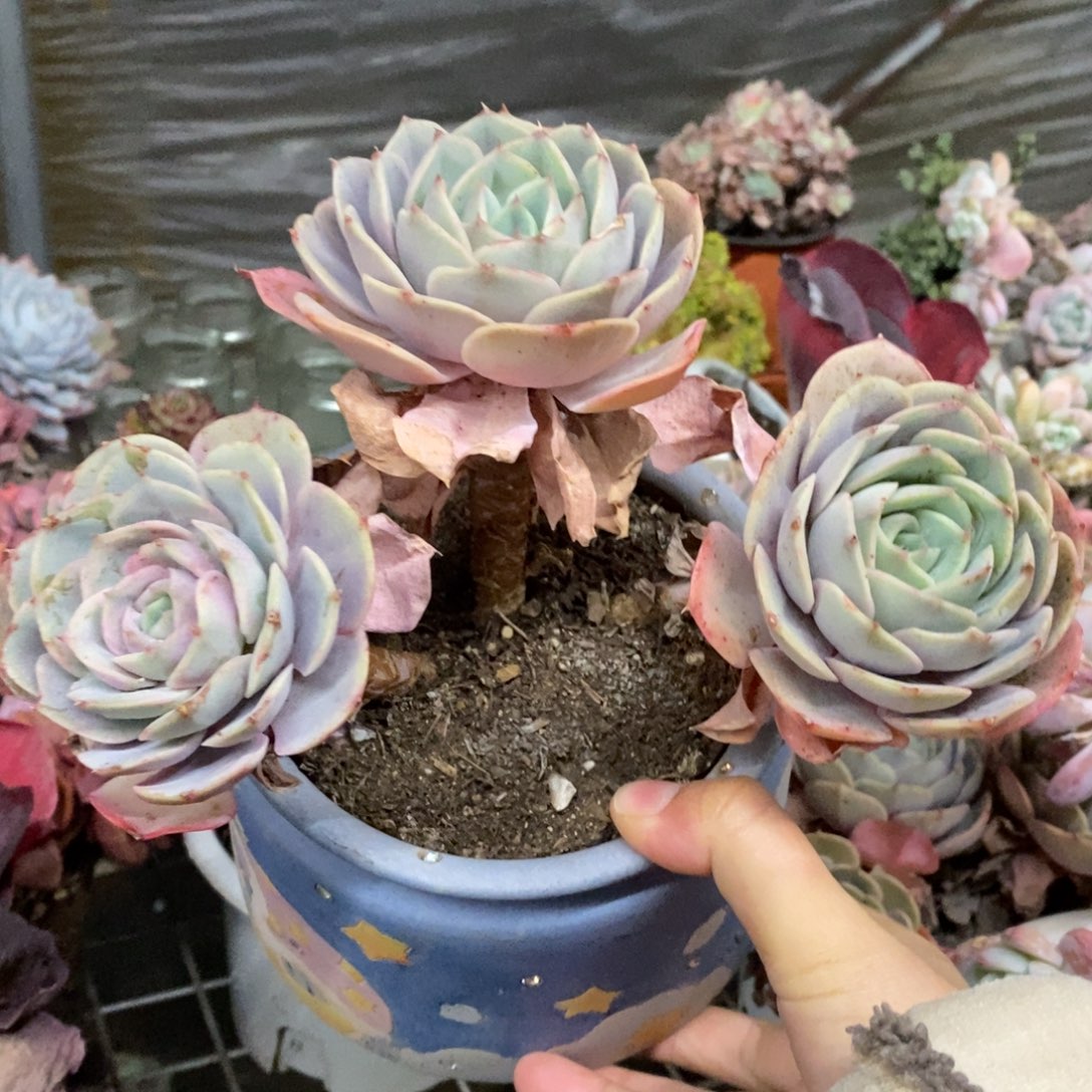 蓝色苍鹭三头起发