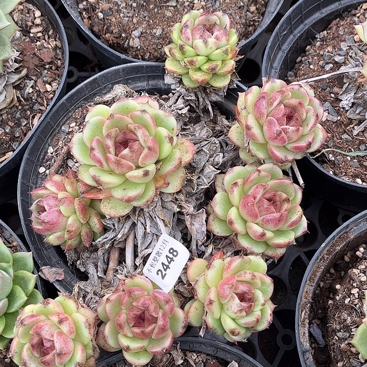 阿雅园艺。       2448不包整