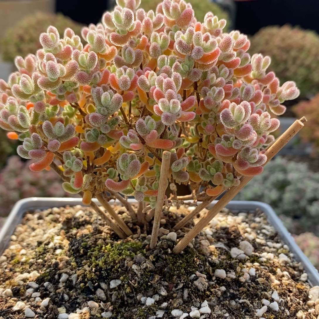 优选冰晶5646枝干番杏