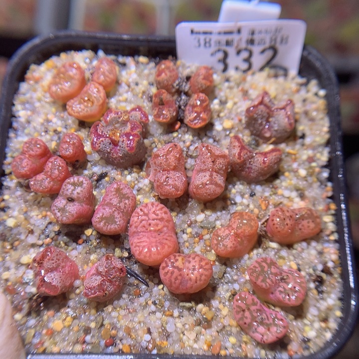 ssss精品生石花332