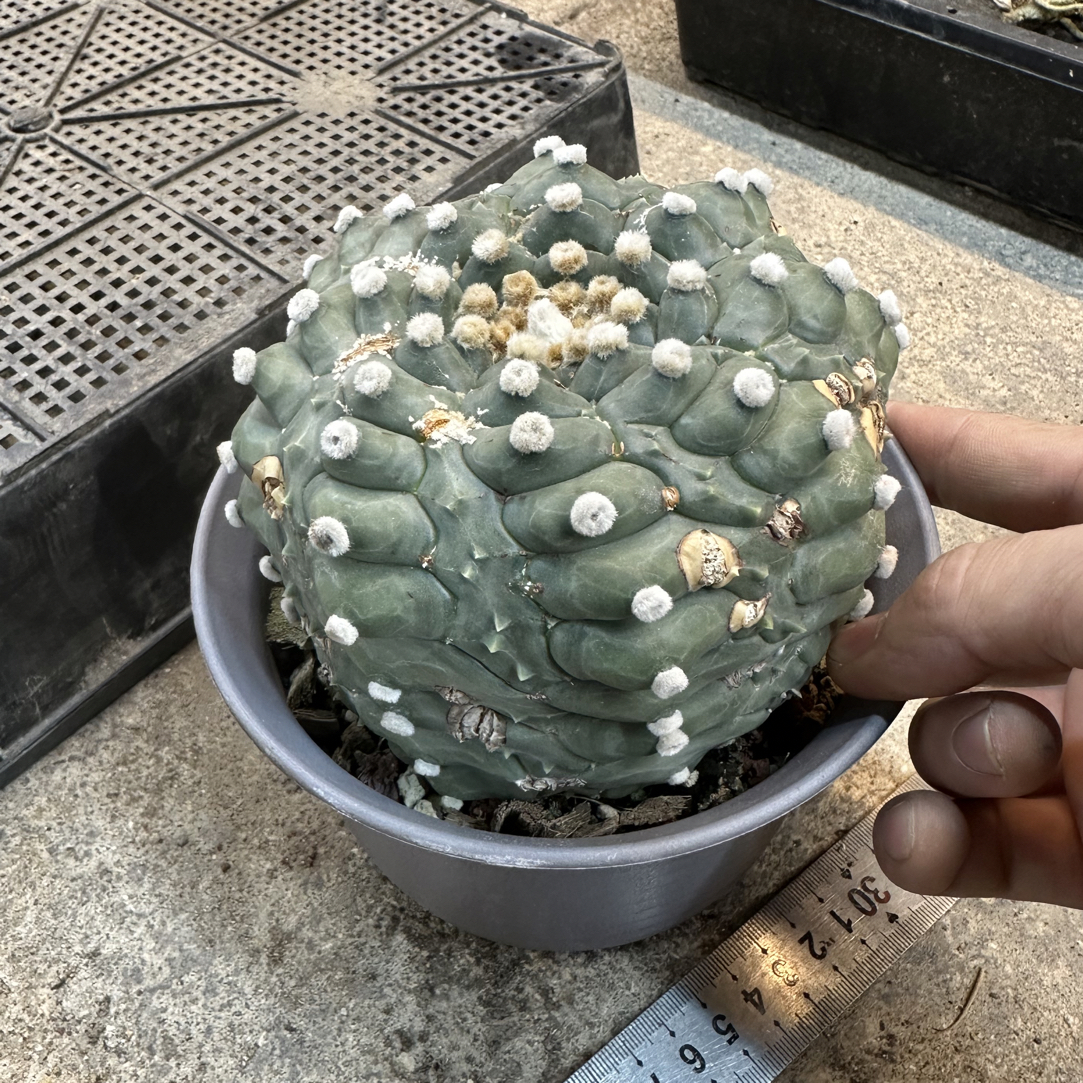 仙人球直播综合链接超大龟甲兜