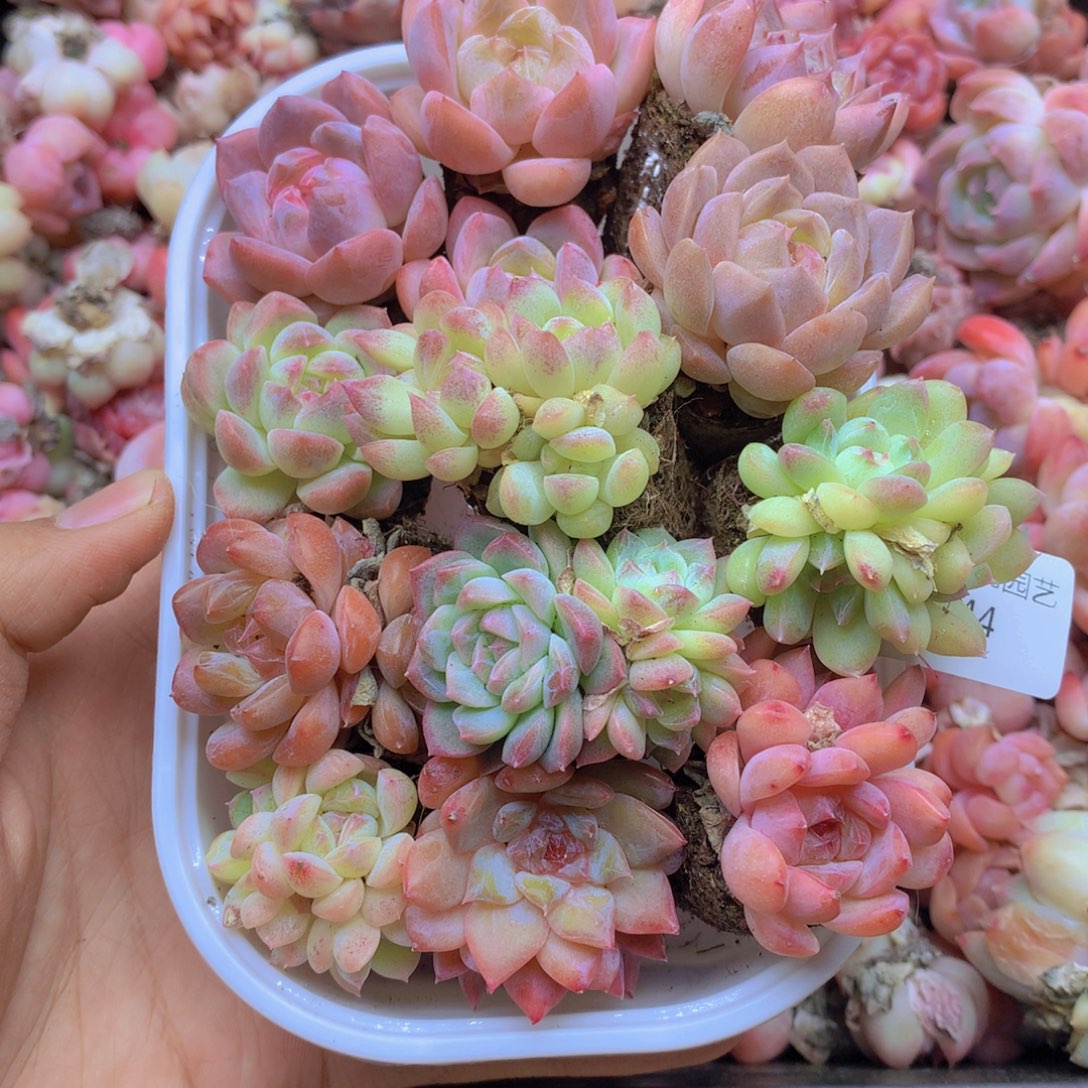 我要去看你了啊我的044