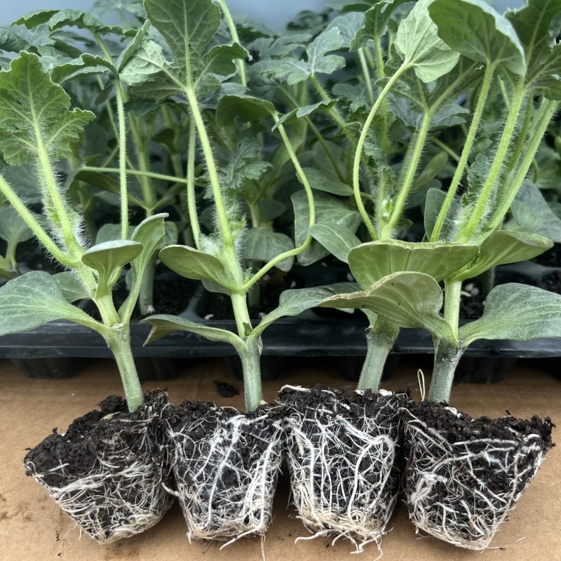 西瓜苗嫁接8424美都无籽麒麟大西瓜苗南方大棚阳台盆栽小西瓜秧苗