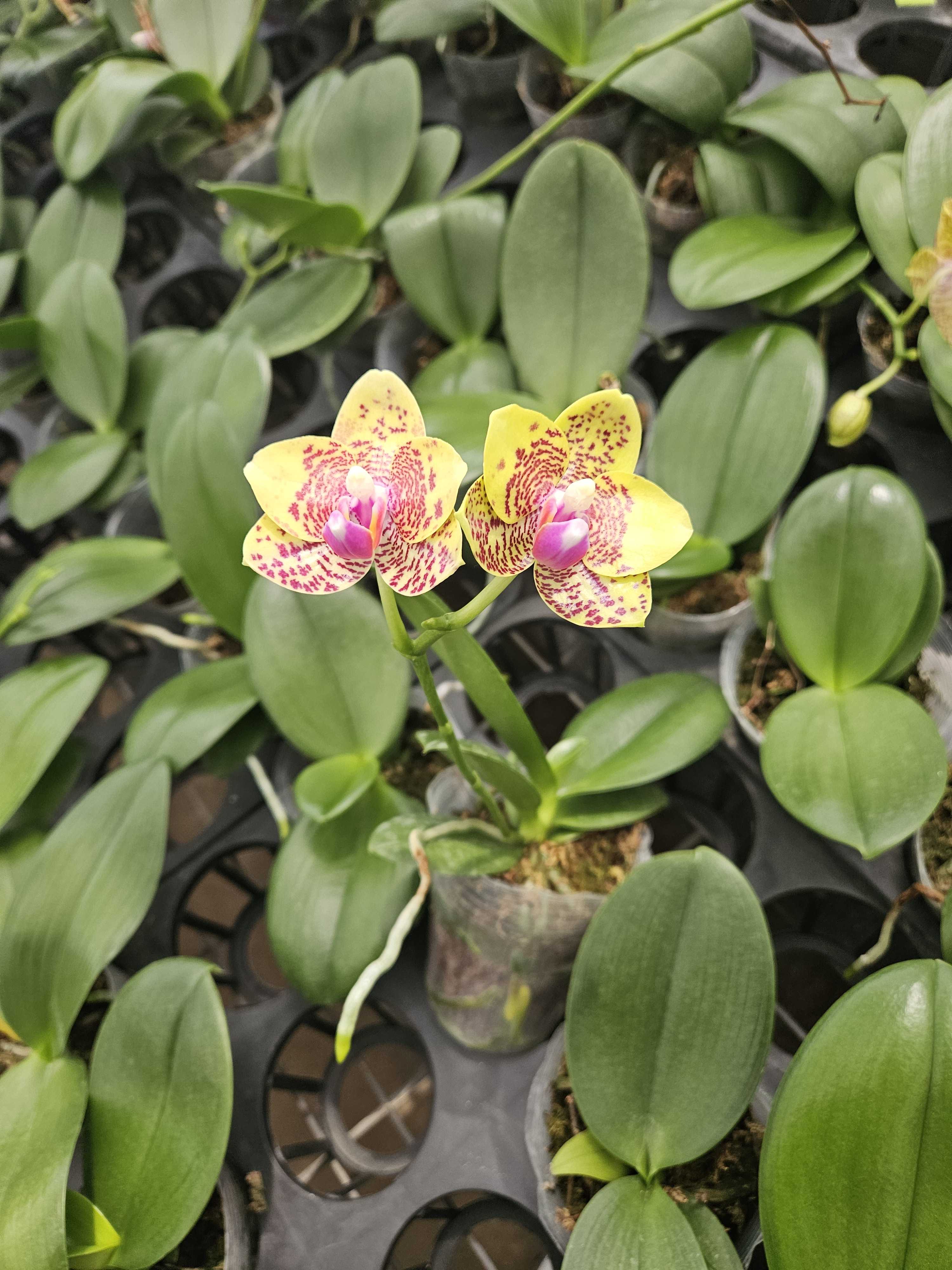 761原生蝴蝶兰花 2.8寸杯 福利款