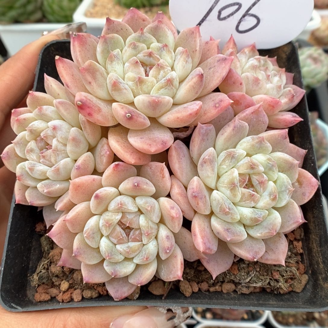 糖心粉魄群生可拍706号