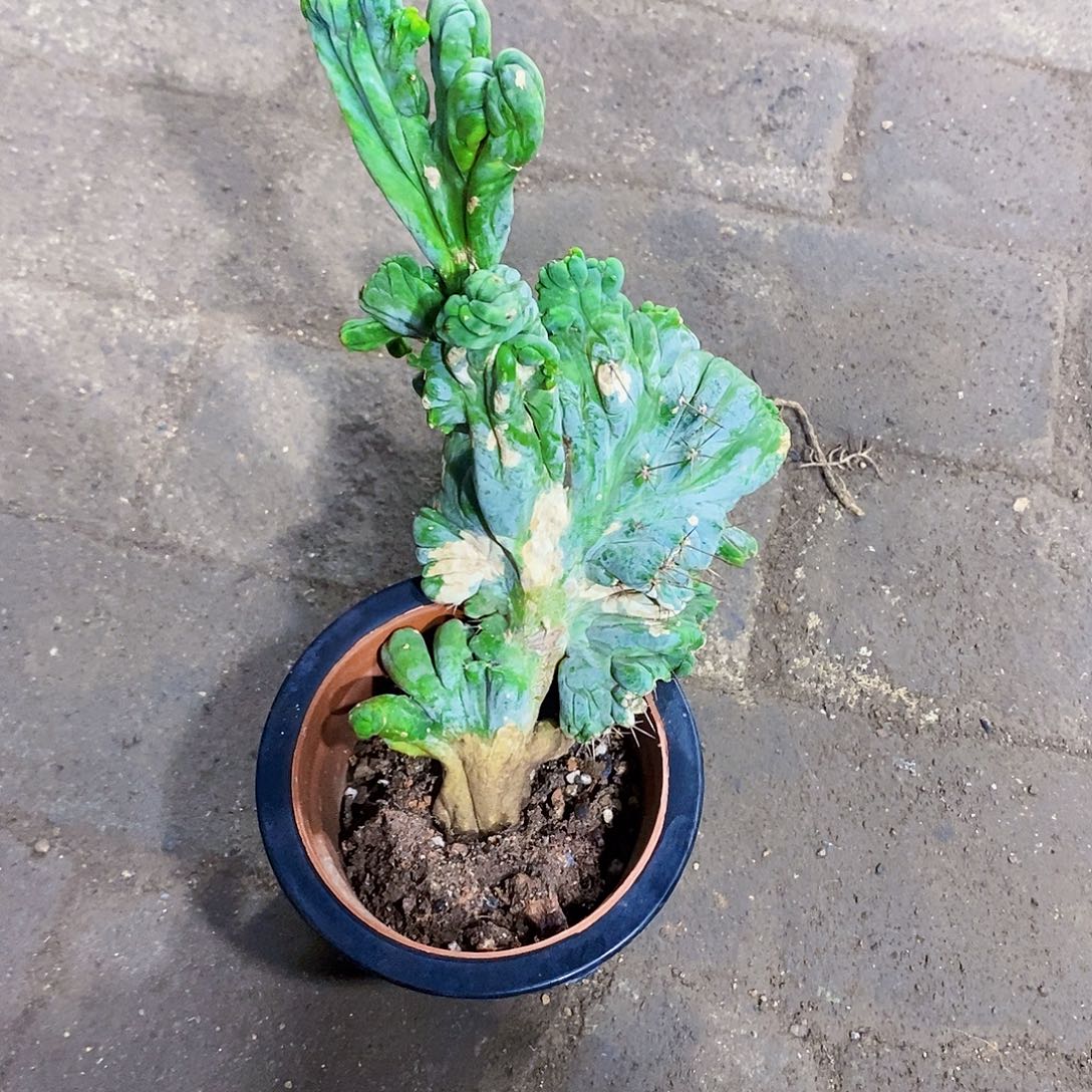 醉夸1111111111111个