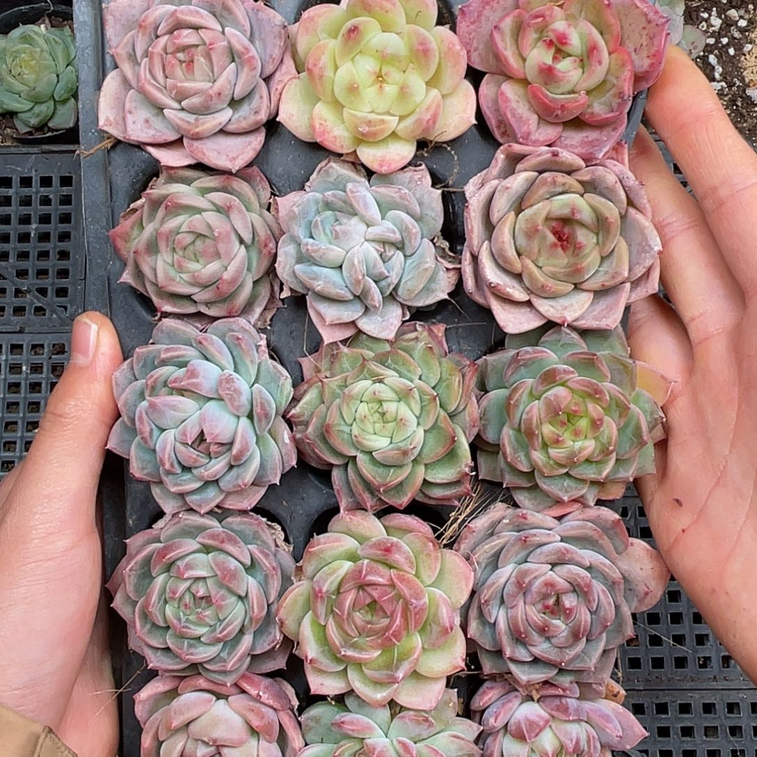 多肉一物一拍28-96