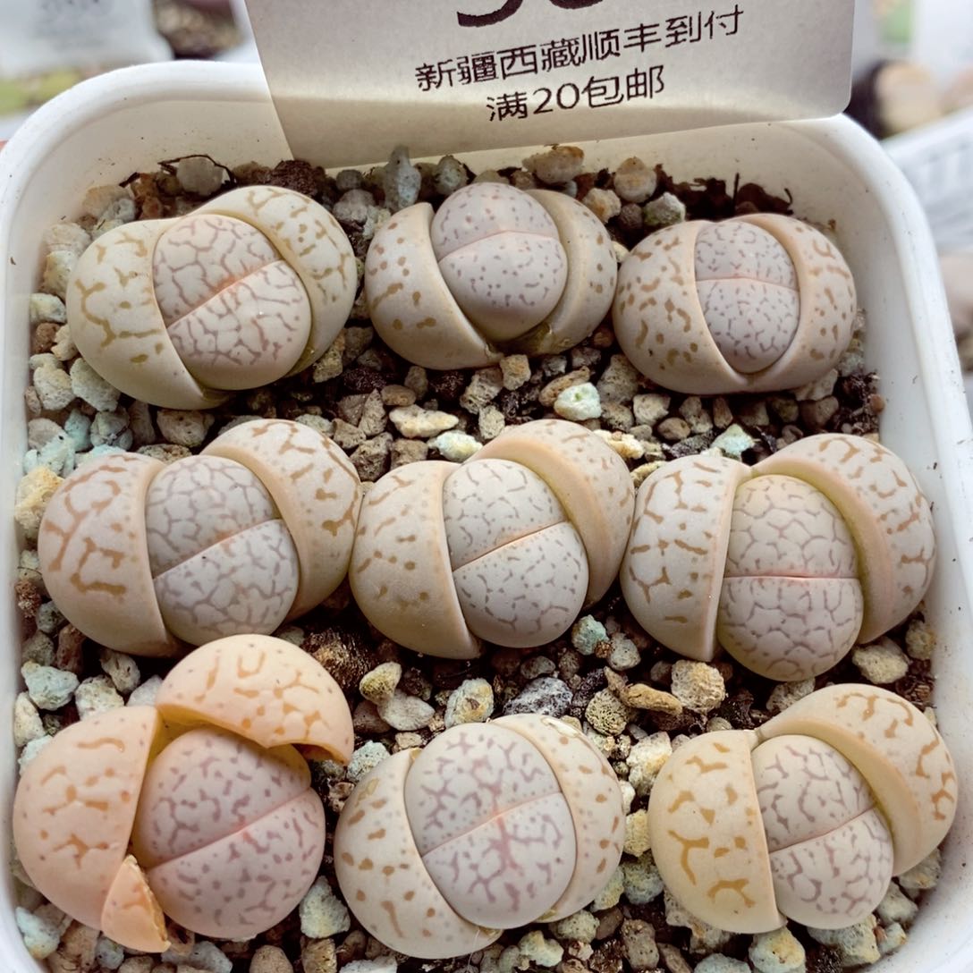 我我的小哥哥小姐姐们386