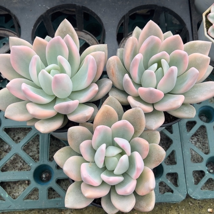 h***0奥普白腹轮锦一物拍锦龙