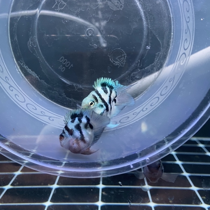 鹦鹉鱼娃娃脸基因奶牛配宝蓝迷你鹦鹉