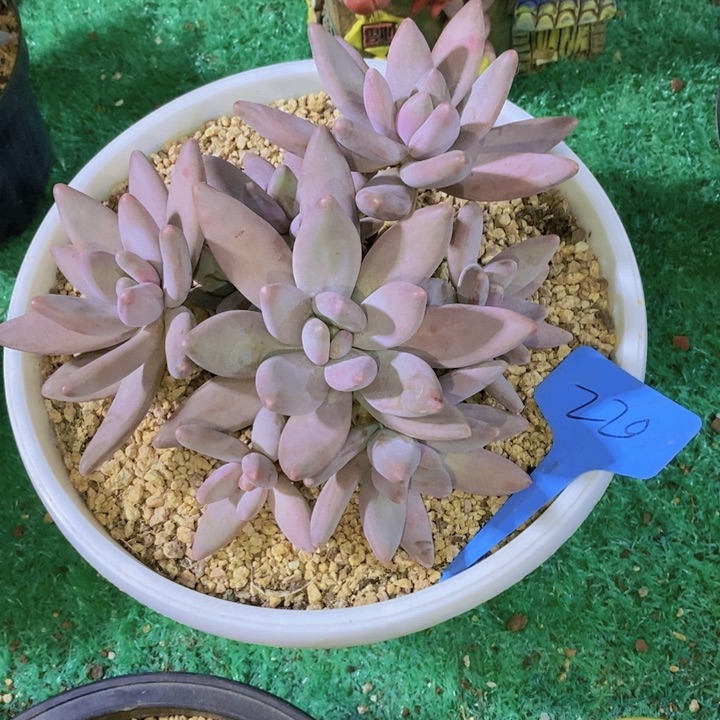 凡***儿这个点吃的啥也不会