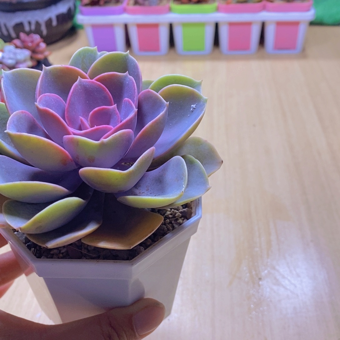 无花朵多肉植物紫珍珠90