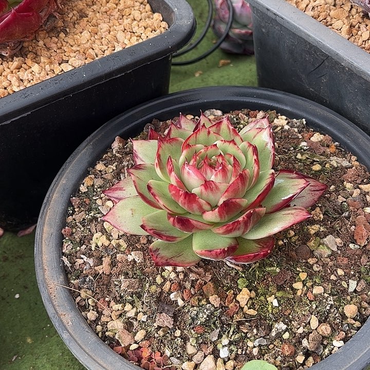 惊鸿仙子多肉植物6805