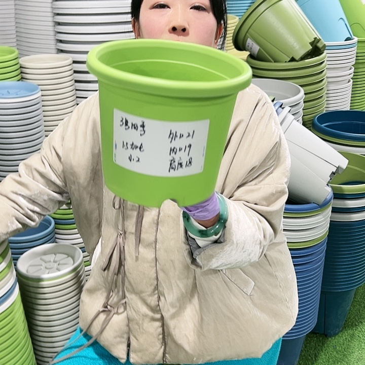 特价3号四季口21高18果绿10只无托