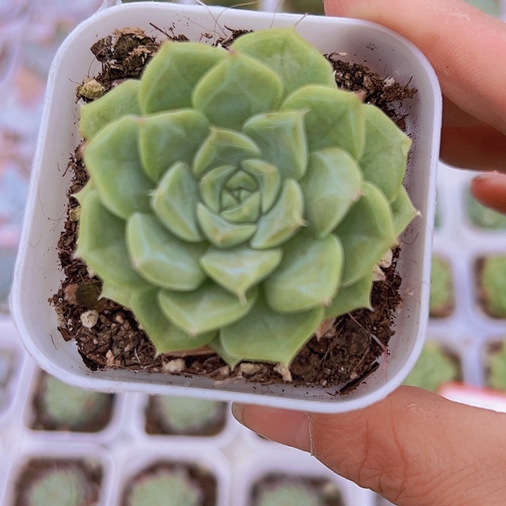 白天鹅单头19包邮多肉植物