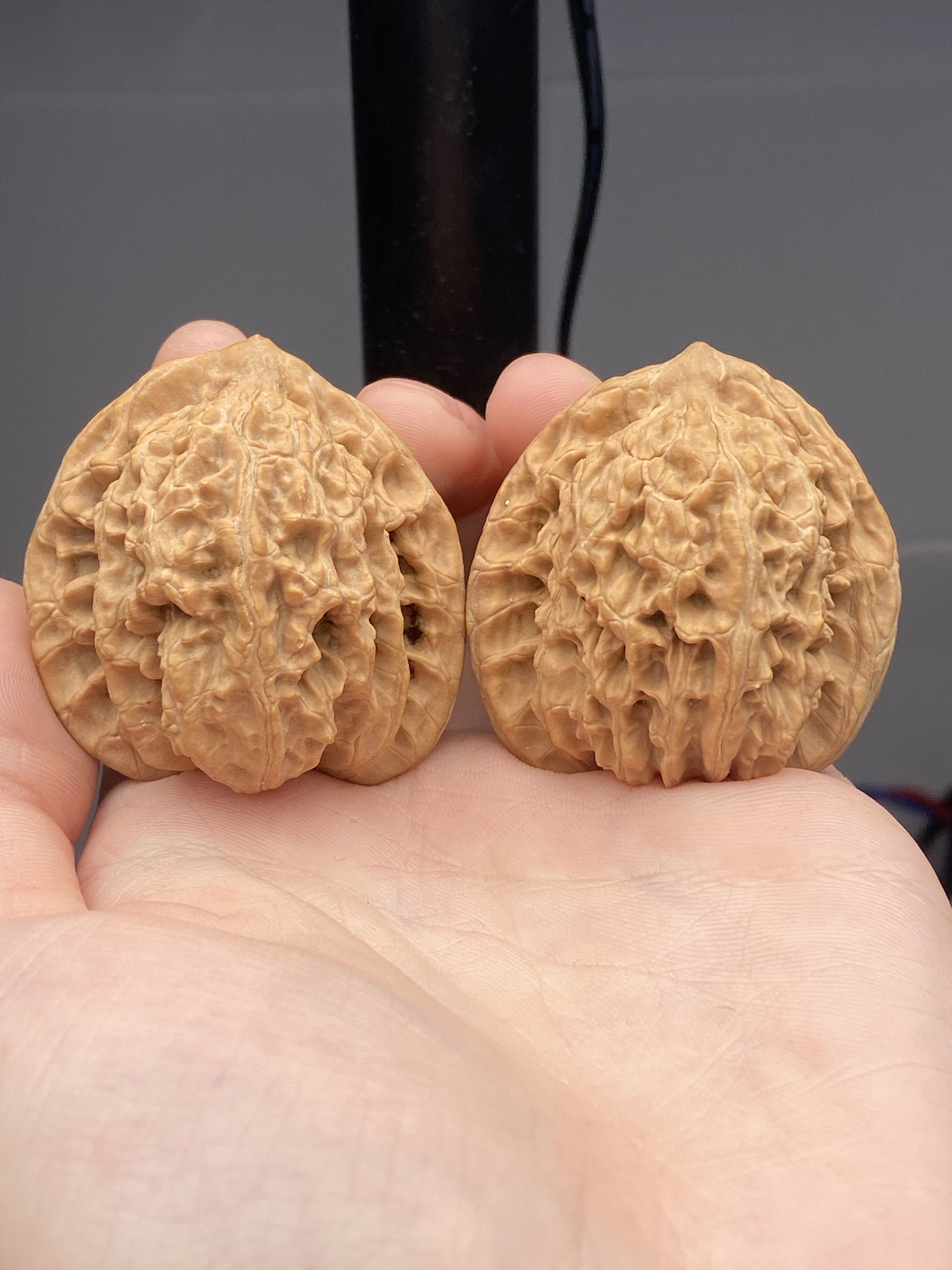 核桃品种：小众 015 (数量：2只)