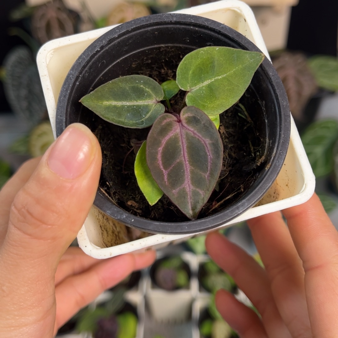 无花朵011 紫水晶